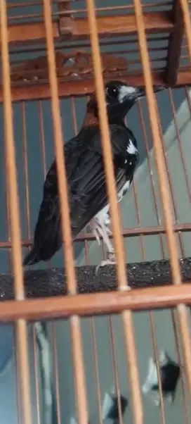Dijual Burung Anis Kembang jantan gacor