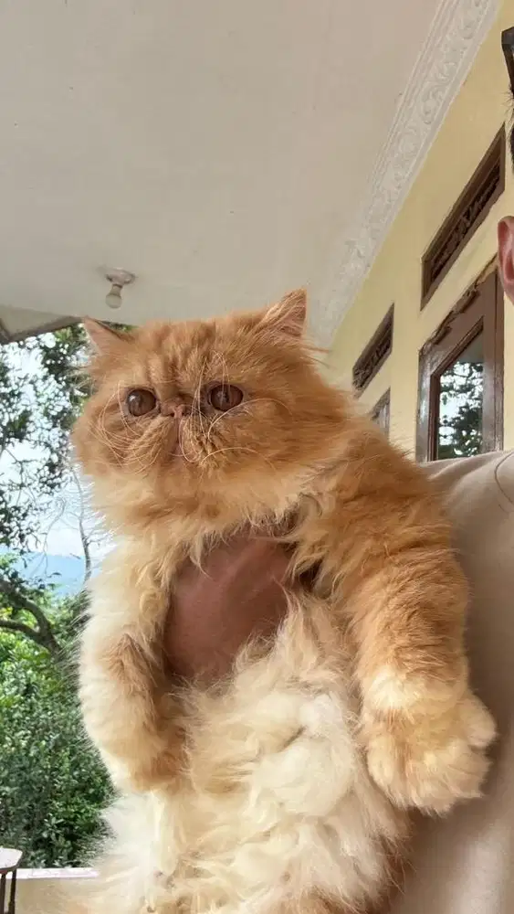 peaknose jantan 1 tahun
