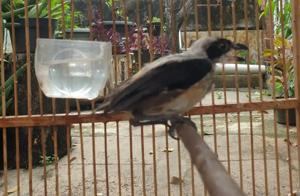 Anakan pentet bondol udah makan pur kasar