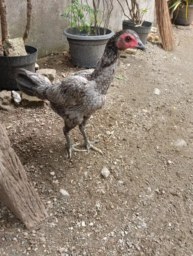 Jual ayam betina