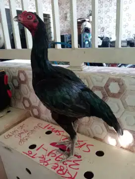 Ayam betina jenis koytrad main semi brakot