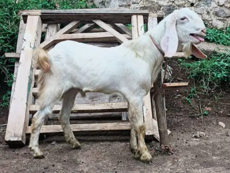 tabungan kambing qurban 50kiloan 500rb/bln 11x timbang hidup jamin top