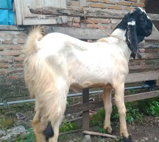 tabungan kambing qurban 50kiloan 500rb/bln 11x timbang hidup jamin top