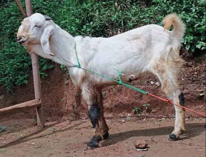 tabungan kambing qurban 50kiloan 500rb/bln 11x timbang hidup real puas