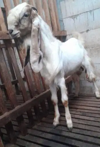 tabungan kambing qurban 50kiloan 500rb/bln 11x timbang hidup real puas