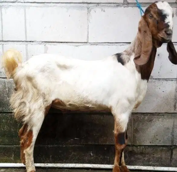 cicilan kambing qurban 50kiloan 500rb/bln 11x timbang real hidup2 puas