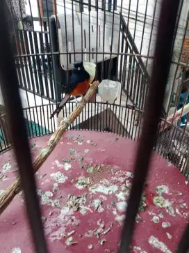 Di jual burung murai Medan minus