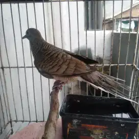 Perkutut lokal jantan
