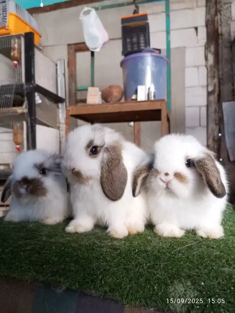 Kelinci holland lop