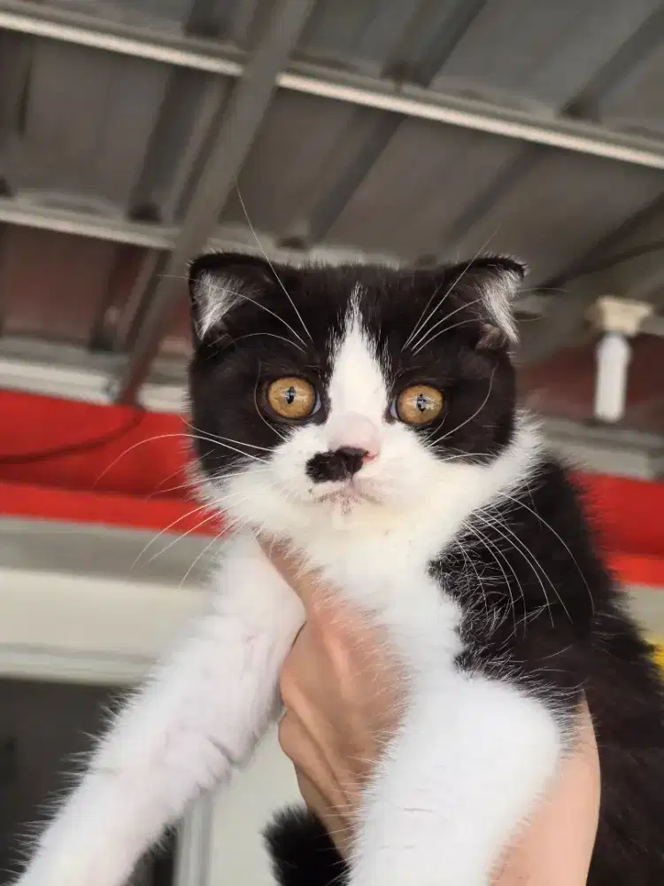 Kucing british shorthair x scotish fold