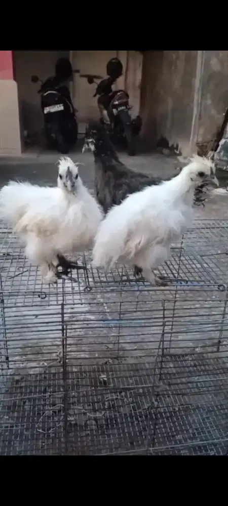 Ayam American silky
