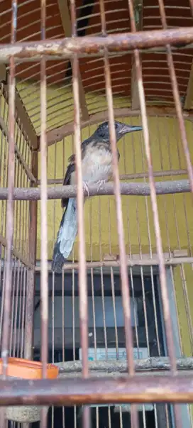 Burung Murai Batu Medan Trotol Fix Jantan