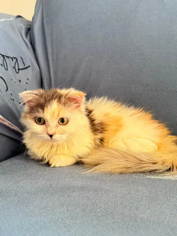 Munchkin gaelic betina cebol scottish
