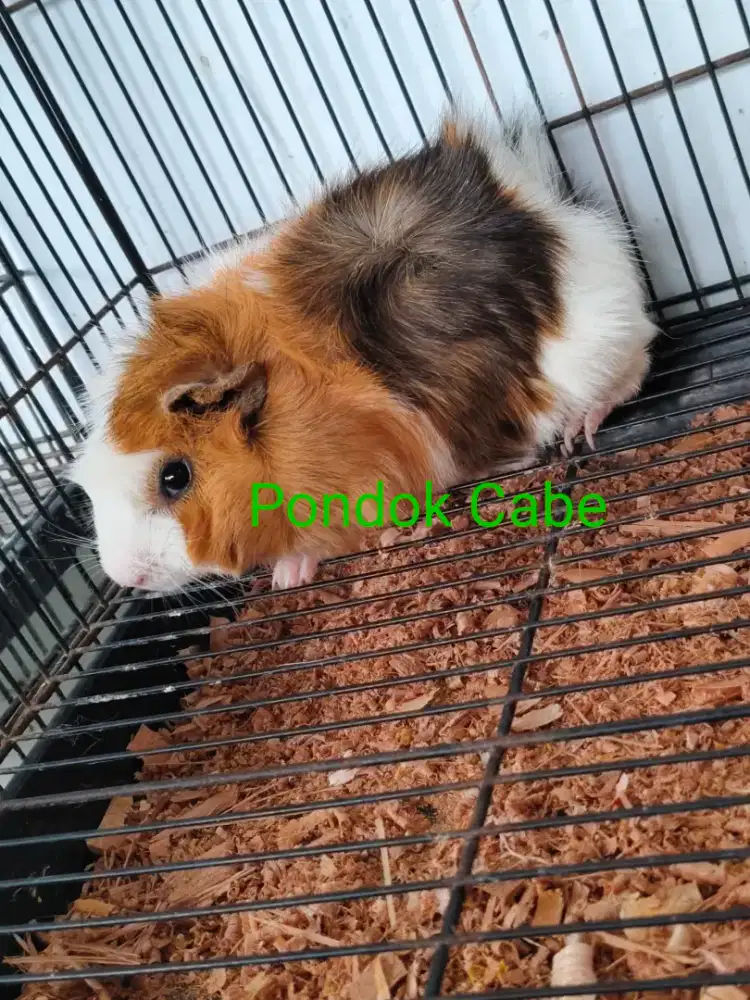 Marmut Hias Kelinci Hamster