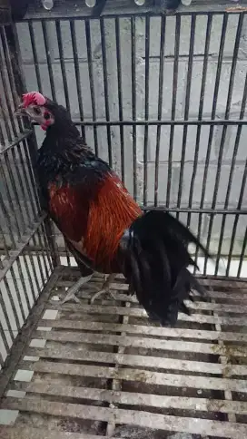 Bekisar Muda Umur 8 Bulan