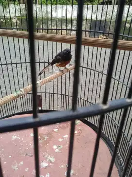 burung  murai hutan kaadaan mabung
