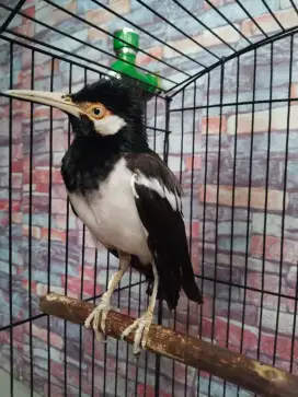 Burung jalak suren