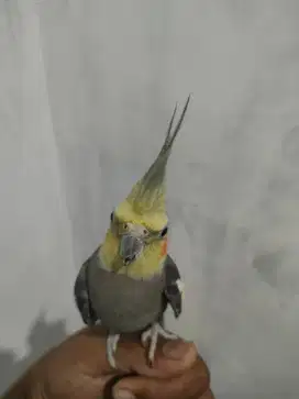 Amunisi burung falk Australia jinak