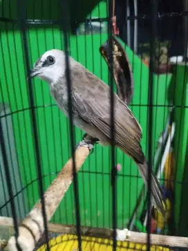 Crucuk pastol rajin bunyi