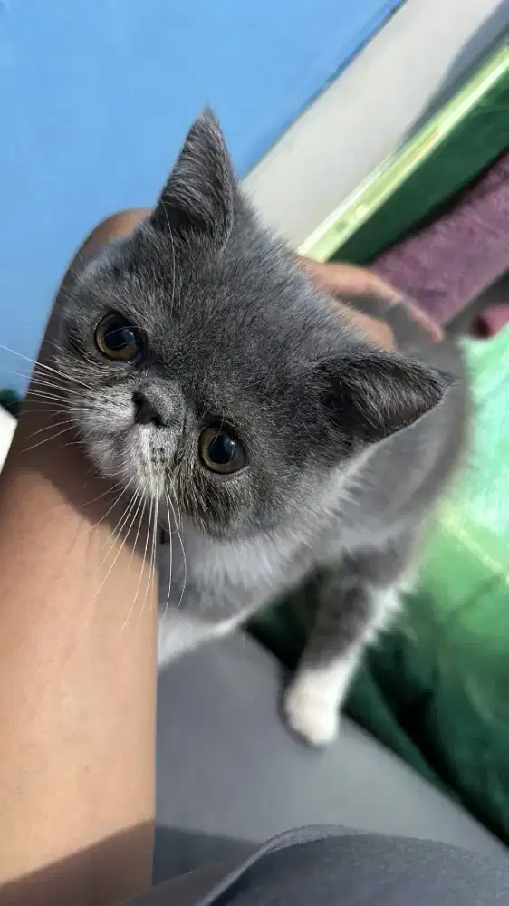 Dijual kucing peaknose mix bsh