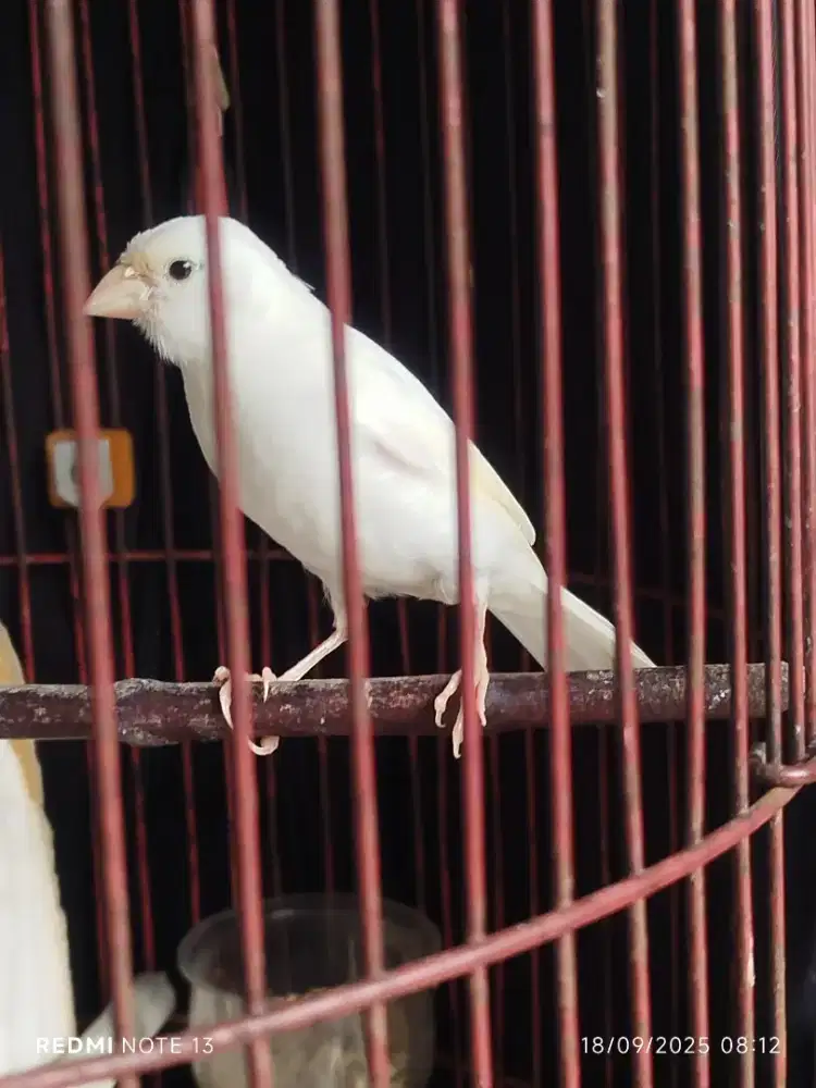 Kenari jantan riwikan