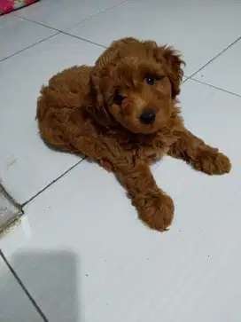 Jual anak anjing poodle maltipo jantan