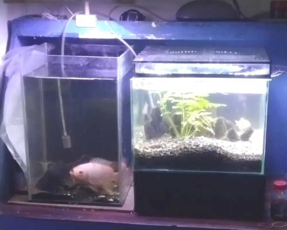 JUAL AQUASCEEP IKAN HIAS