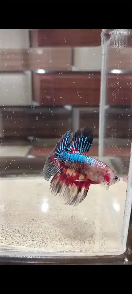 Ikan Cupang Halfmoon Multi Color Male