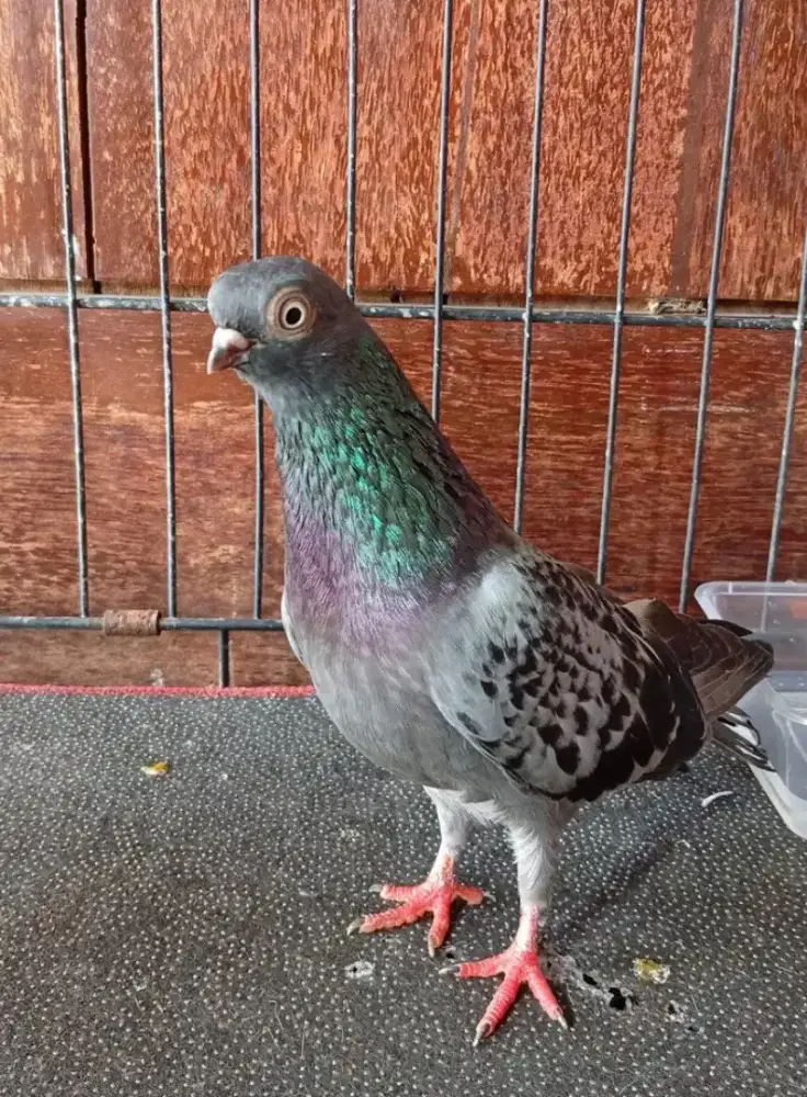 Merpati wina betina lenjeh