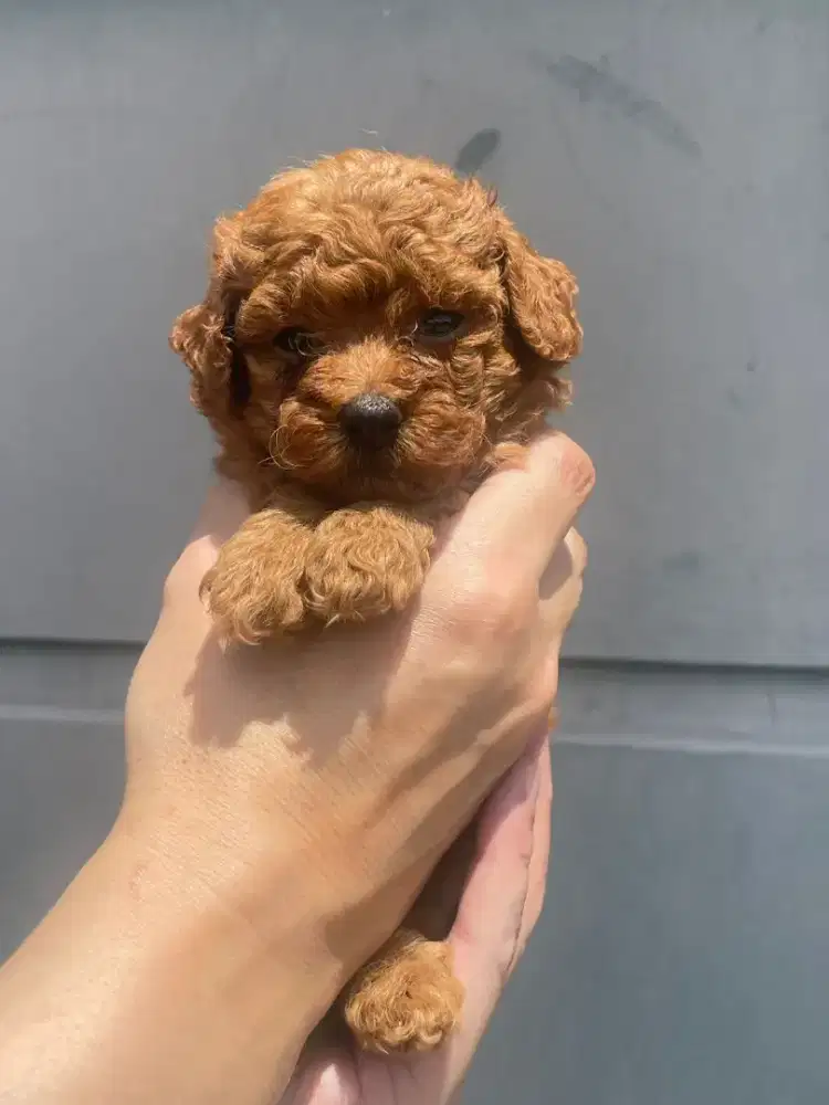Toy poodle red betina