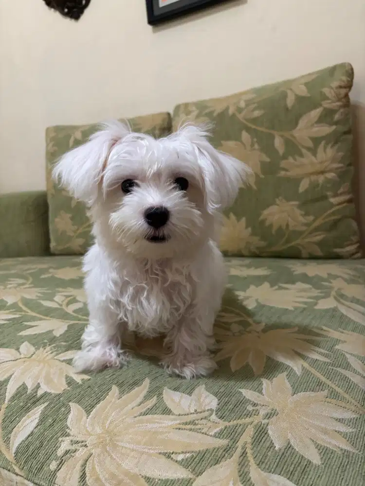 Dijual anjing Mini Maltese Stambum Vaksin komplit