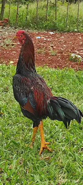 Ayam Kampung Indukan Bakakak
