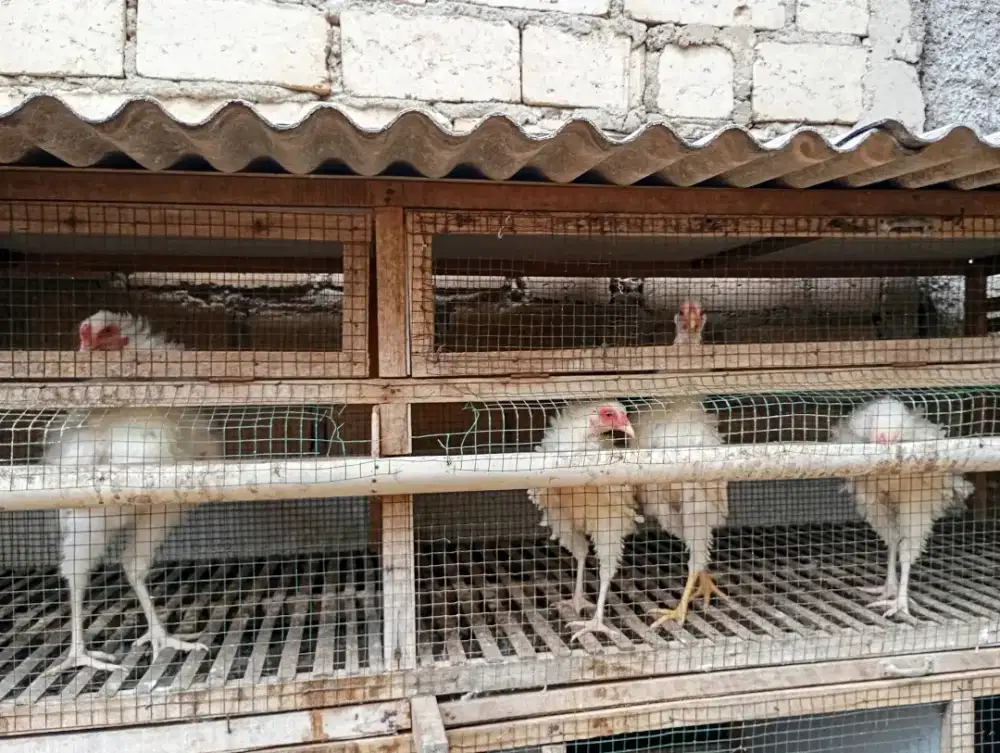 Ayam walik putih kampung remaja umur 4-5 bulan