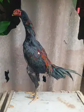 Ayam bangkok pakoy 5 bulan