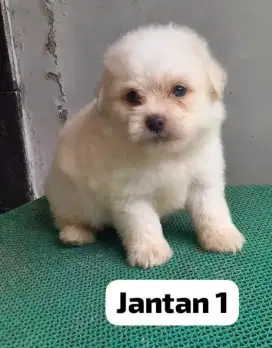 Shitzu.mix poodle gemoy lucu