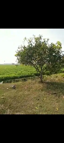 Lahan industri 5 HA harga 700 ribu di Mlorah Rejoso, Kabupaten Nganjuk