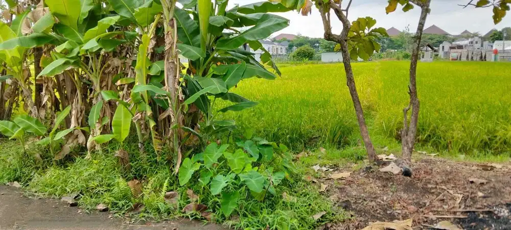 Tanah murah strategis di kawasan Ring 1 kampus UMY & Alma'ata