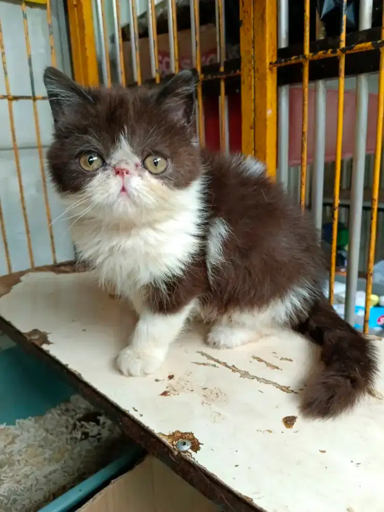Kitten exo jantan