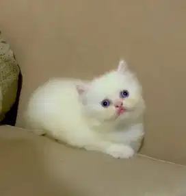 Kitten Himalaya gemoy