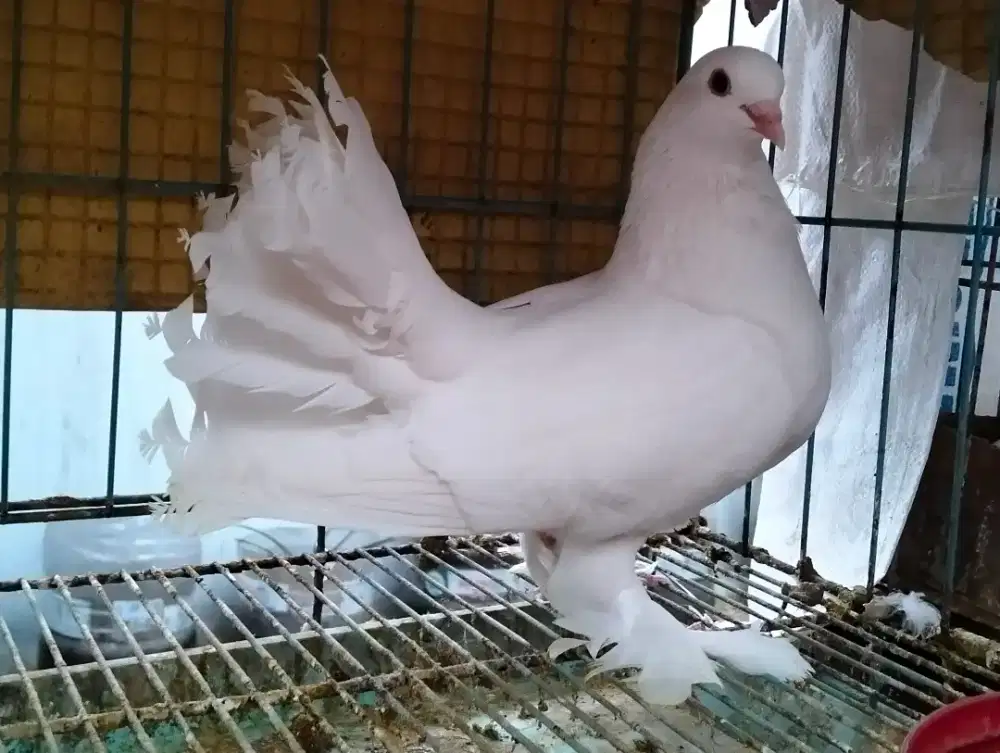 Dijual merpati putih kipas full