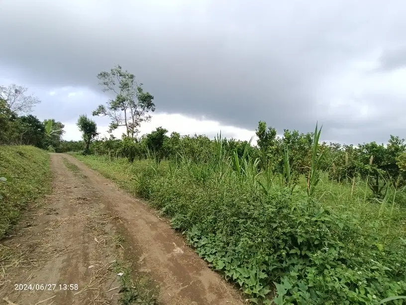 1 hektar kebun jeruk dekat jalan raya Katung Kintamani Bali