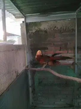 Jantan ayam hias golden pheasant atau ayam hutan tibet remaja