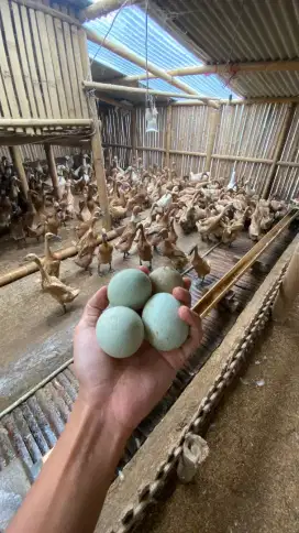 TELUR BEBEK HASIL TERNAK SENDIRI