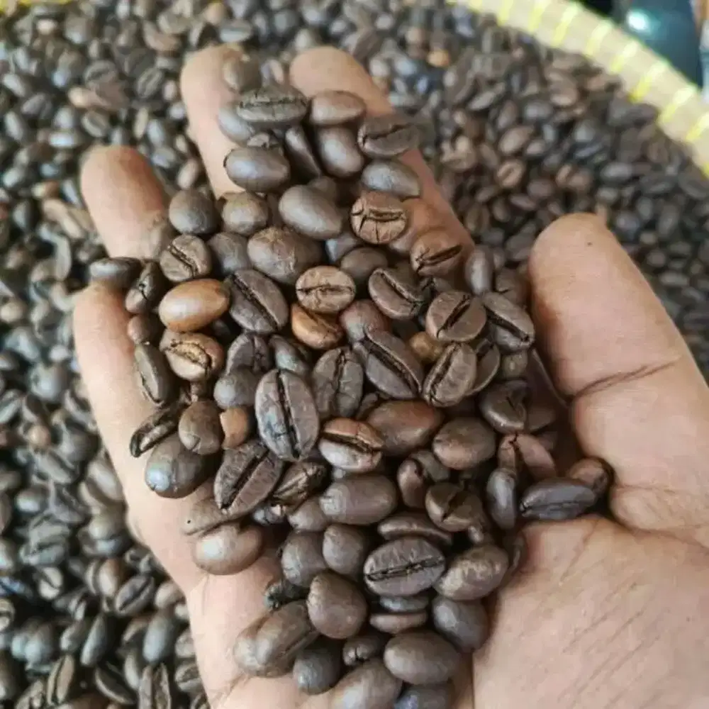 Kopi robusta pilihan