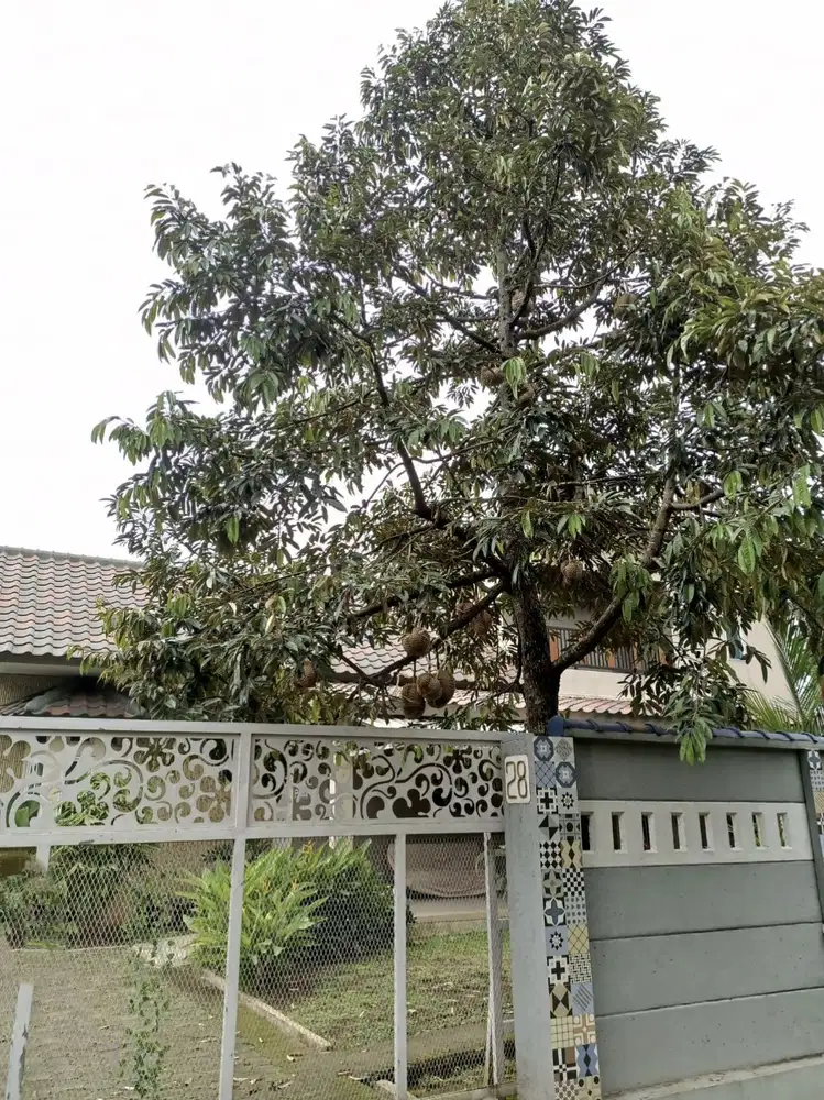 Dijual rumah Kebun Asri