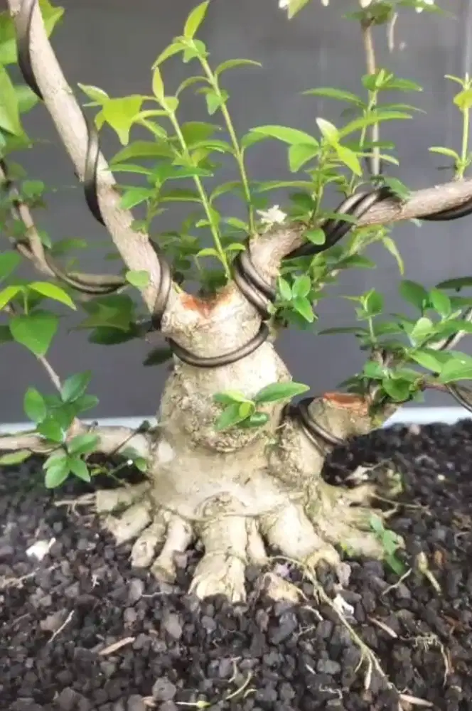 BAHAN BONSAI ANTING PUTRI SUMEDANG (BUC)