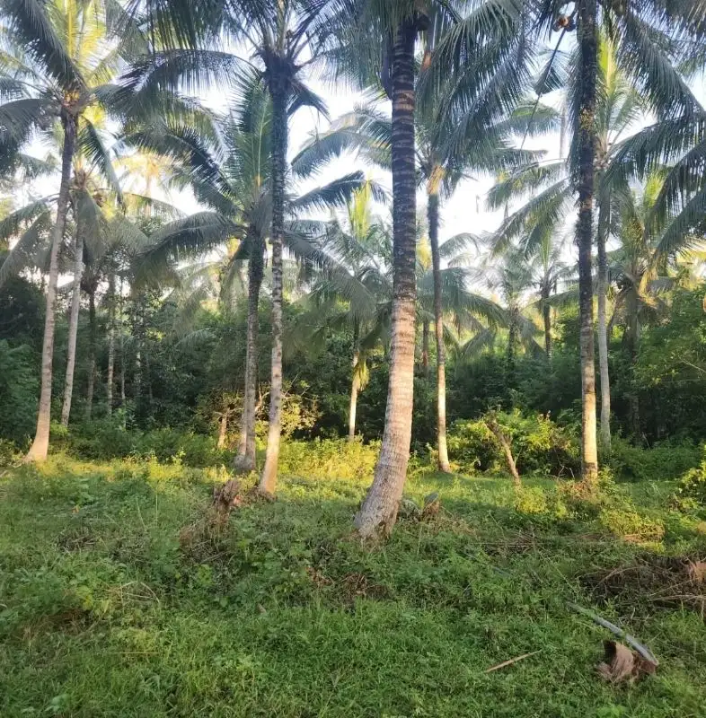 tanah di selemadeg, 10 meter ke pantai surfing, Kontur datar