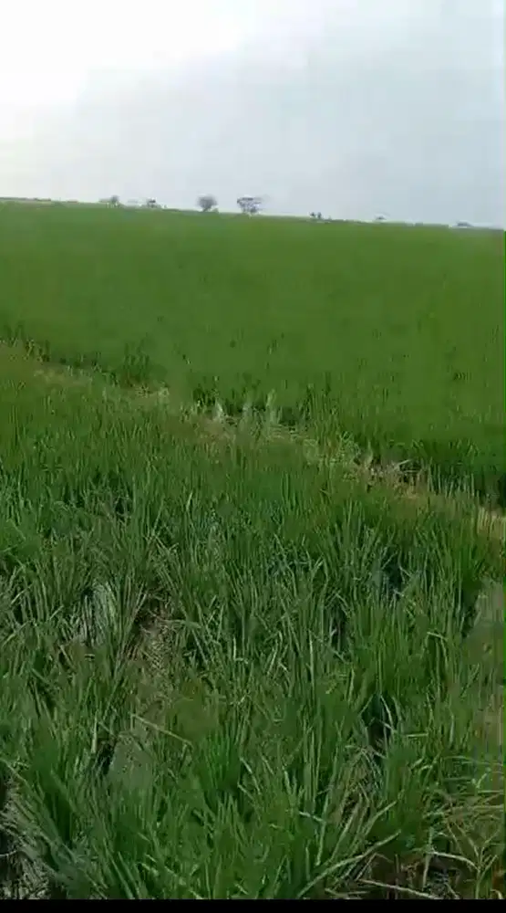 Tanah sawah produktif lt 1,4 H Bumin Cikarang Bekasi