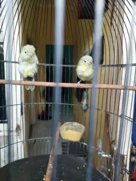 Cipoh/sirtu sepasang