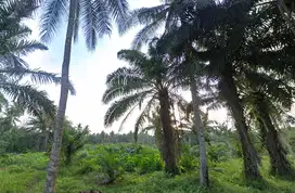 [DIJUAL] TANAH LUAS 3 HEKTAR – Lokasi Strategis di Air Joman, Asahan